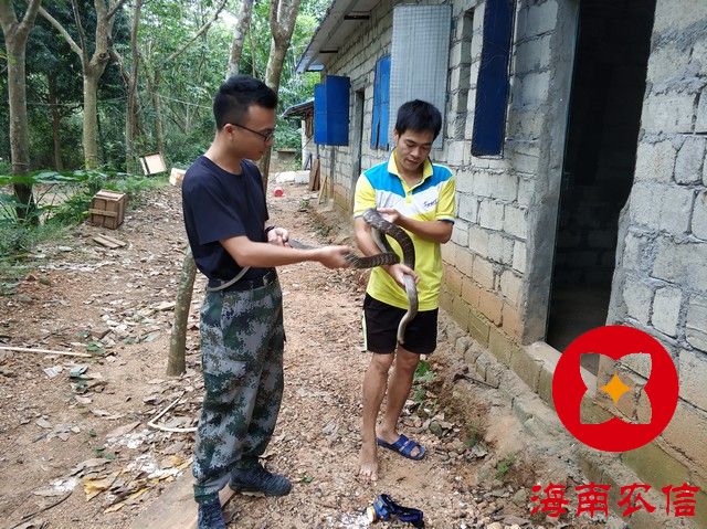 【最美農(nóng)信人】用行動(dòng)演繹“勇當(dāng)先鋒，做好表率”------記儋州農(nóng)信社扶貧專干 吳秀堂