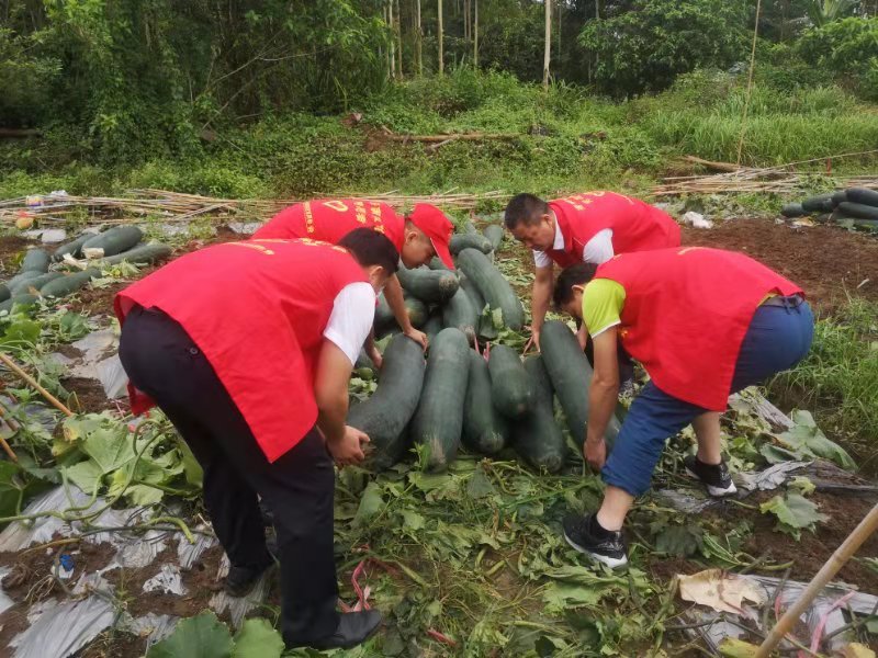 臨高農(nóng)商銀行團(tuán)總支深入頭文村開(kāi)展“我為群眾辦實(shí)事”志愿服務(wù)活動(dòng)