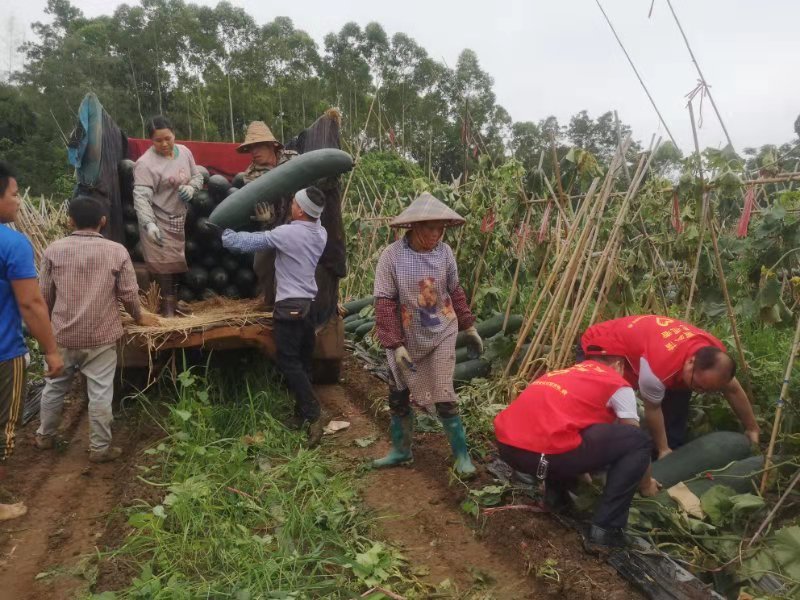 臨高農(nóng)商銀行團(tuán)總支深入頭文村開(kāi)展“我為群眾辦實(shí)事”志愿服務(wù)活動(dòng)