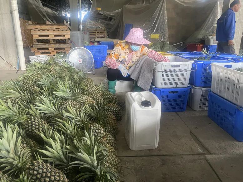 推進(jìn)信用村建設(shè)、惠農(nóng)助企…… 看海南農(nóng)信如何保障普惠金融供給