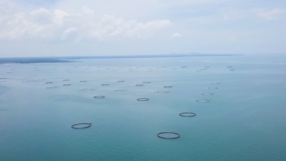 《鄉(xiāng)村振興電視夜校》 海南農(nóng)信農(nóng)村金融助力鄉(xiāng)村振興!