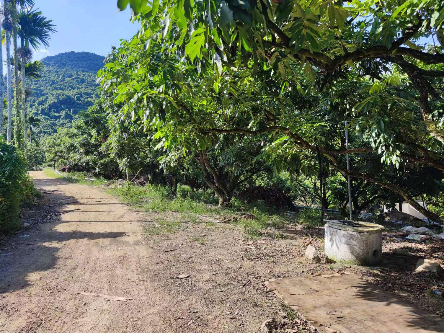 保亭聯(lián)社“豐收貸” 助力鄉(xiāng)村振興全面發(fā)展