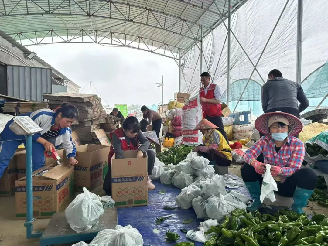 海南農(nóng)商銀行‘以買代幫’解椒農(nóng)燃眉之急，助力鄉(xiāng)村振興