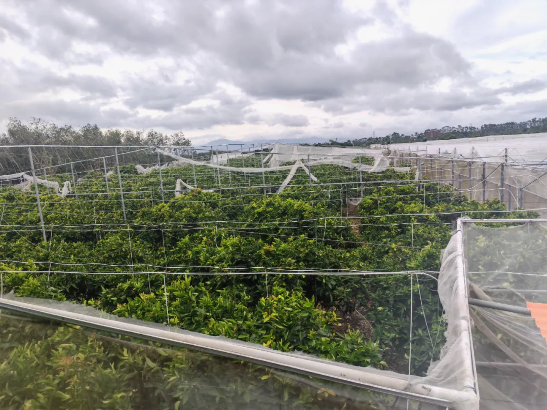 海南農(nóng)商銀行出臺金融支持臺風“劍魚”災后重建五條措施