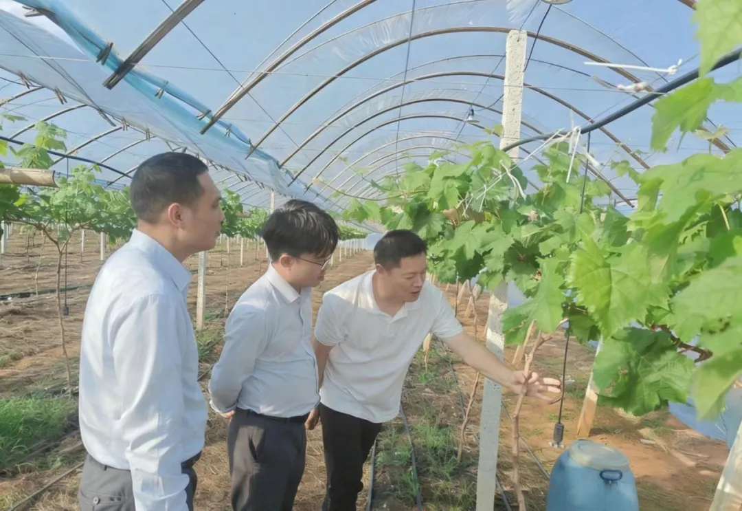 雙AAA鑄信 雙百強賦能 海南農商銀行金融潮涌潤澤自貿港建設